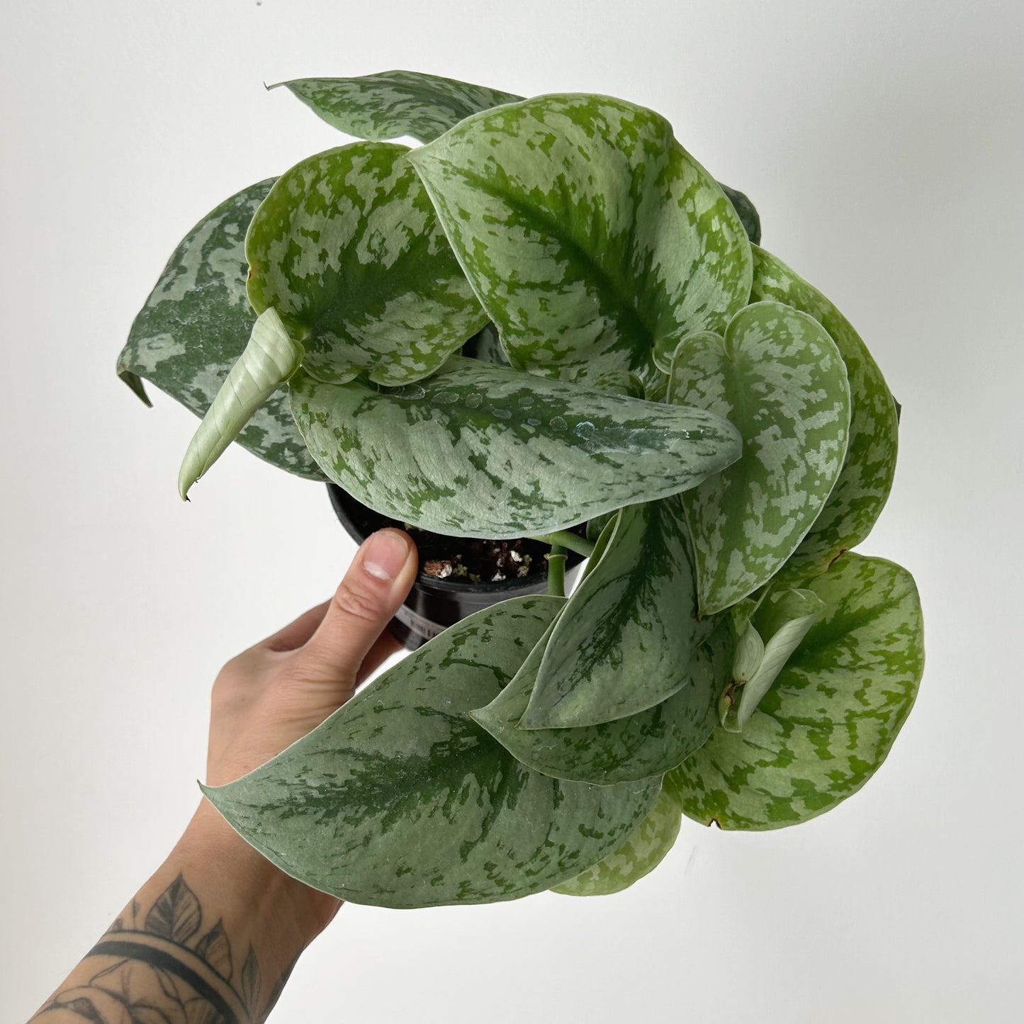 Scindapsus Pictus "Exotica" 4”pot