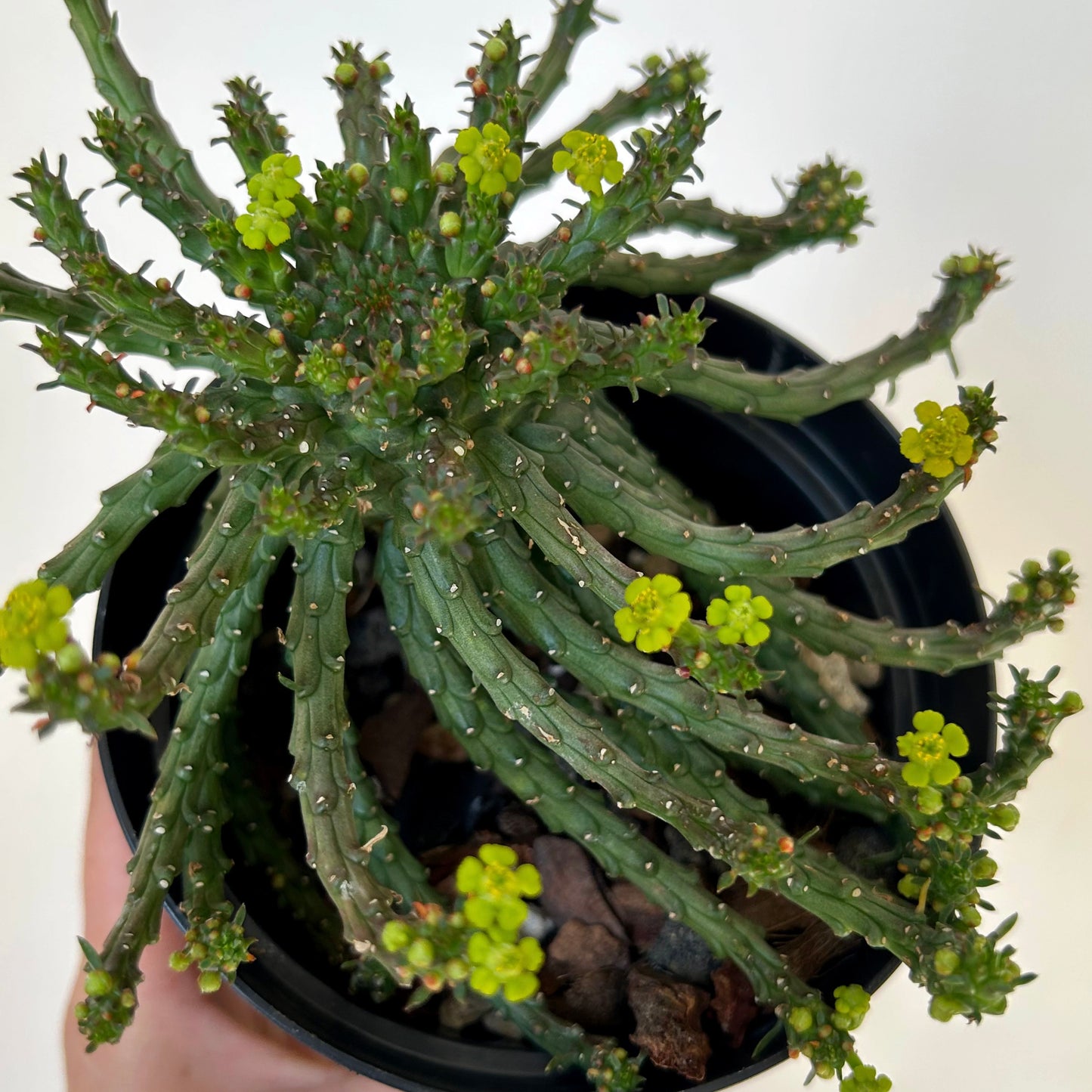 Euphorbia “Medusa’s Head” (Flanaganii) 4” pot