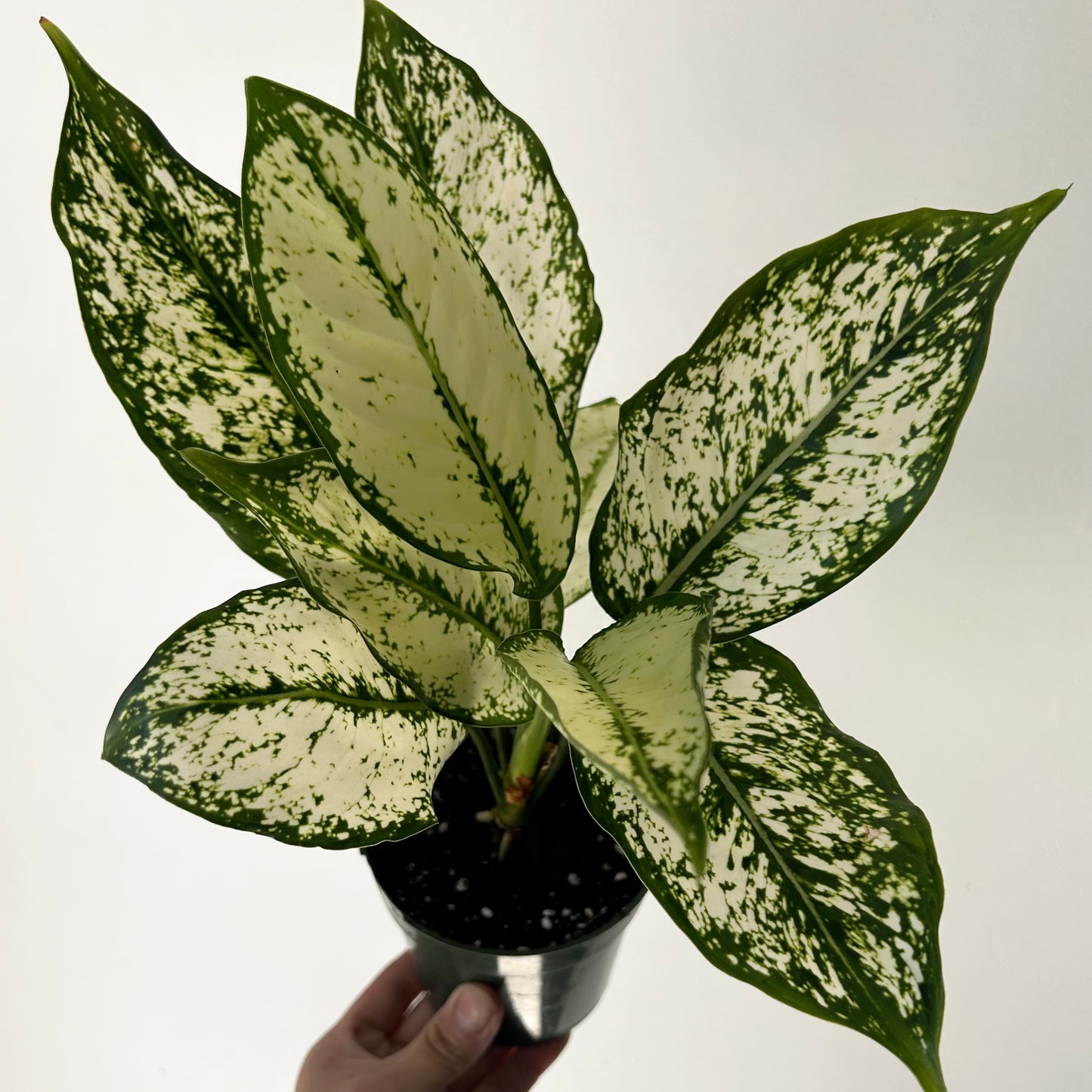 Aglaonema ‘Spring Snow’ 4” pot