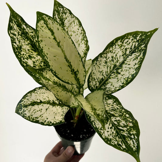 Aglaonema ‘Spring Snow’ 4” pot