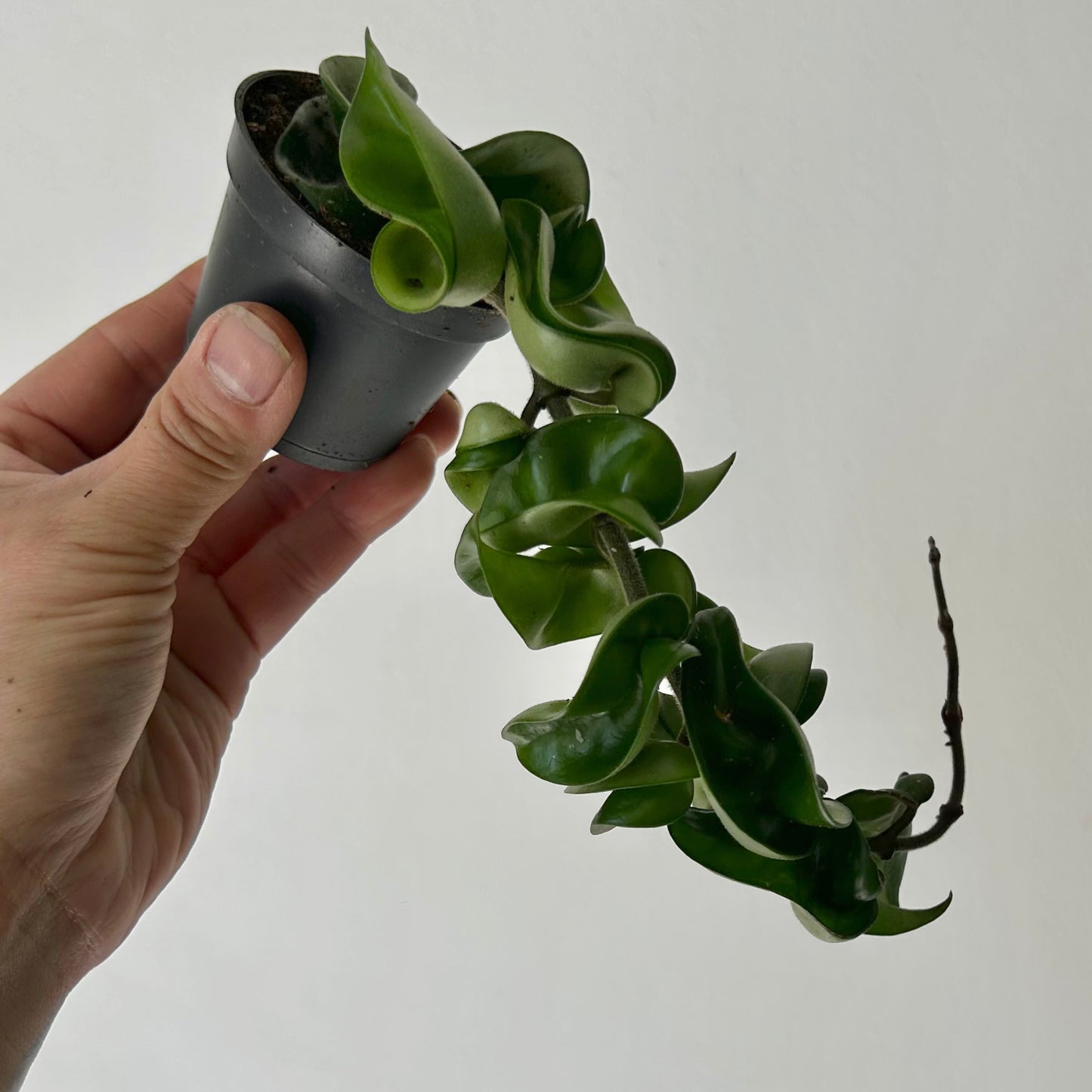 Rope Hoya (Carnosa compacta) 2.5”pot