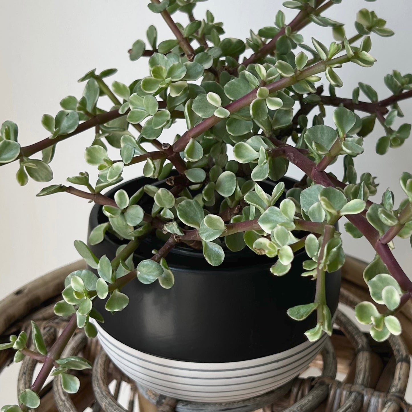 BELLA shallow decorativepot Striped Base  (5.5”x3.75”)