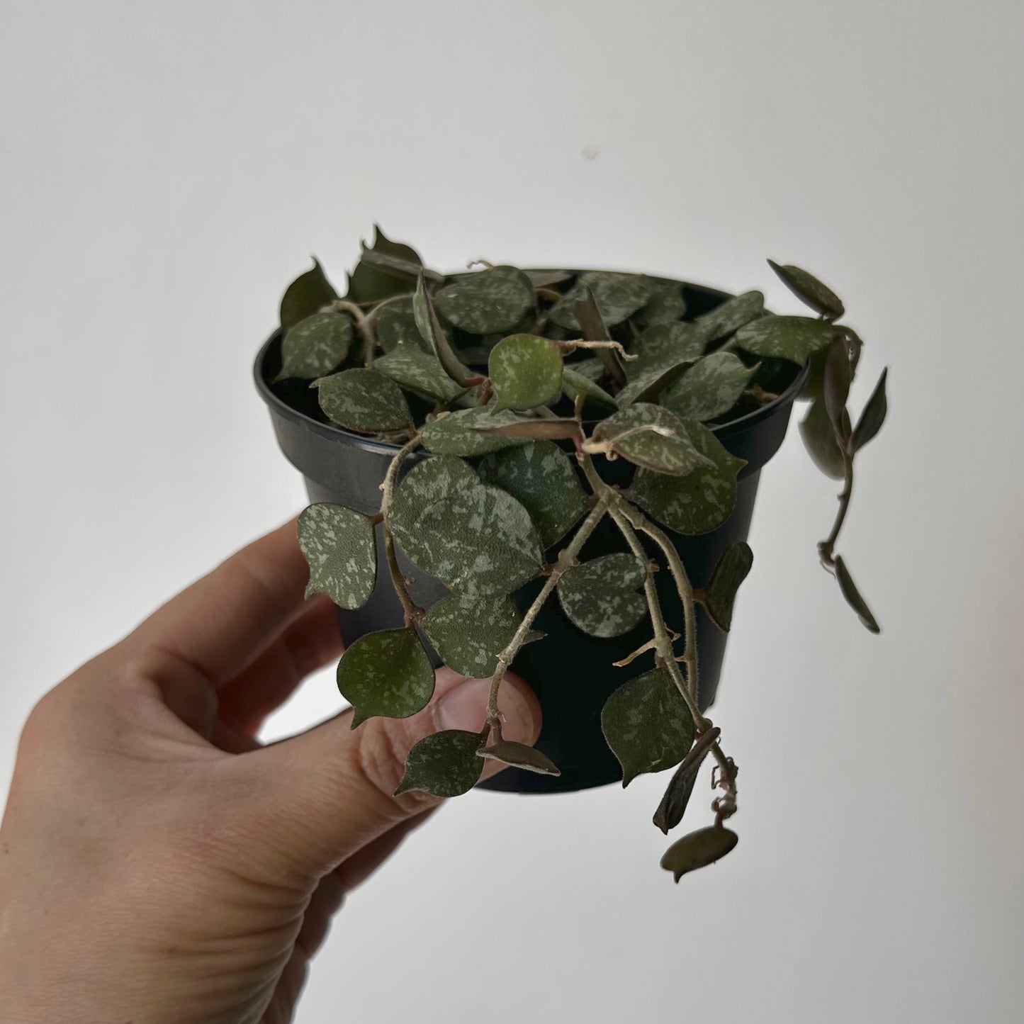 Hoya Curtisii 3.5” pot