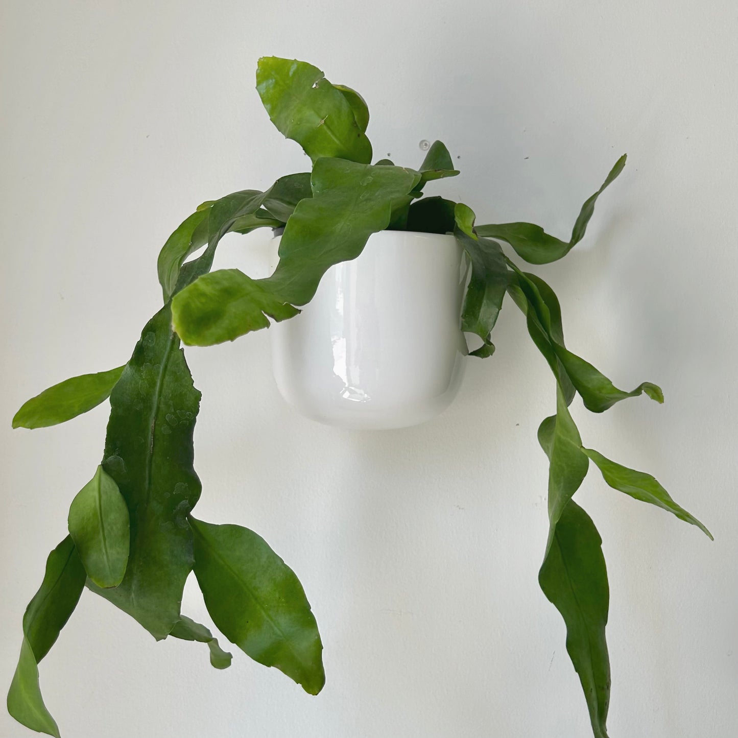 Queen-of-the-Night Jungle Cactus(Epiphyllum Oxypetalum) 6”pot