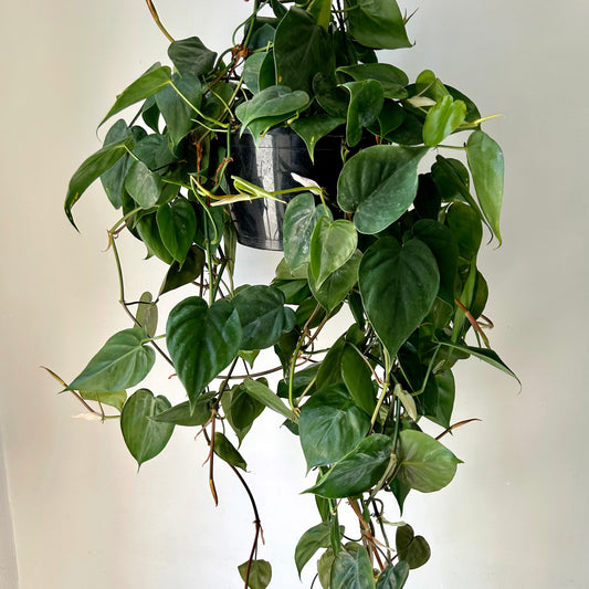 Philodendron Cordatum 10”hanging basket