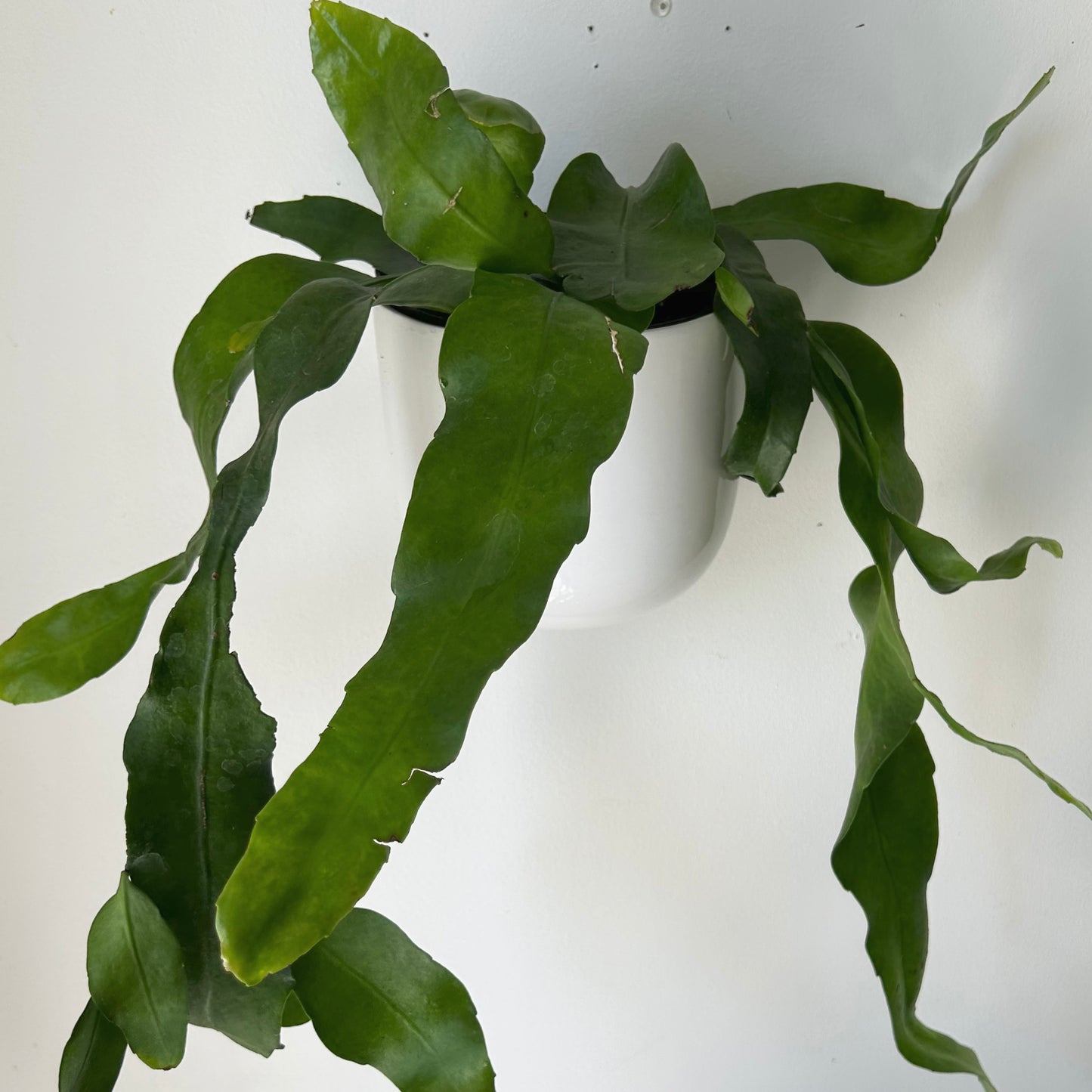Queen-of-the-Night Jungle Cactus(Epiphyllum Oxypetalum) 6”pot