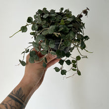 Load image into Gallery viewer, Hoya Curtisii 4&quot; pot
