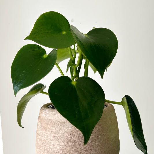 Peperomia “Raindrop” 4”pot