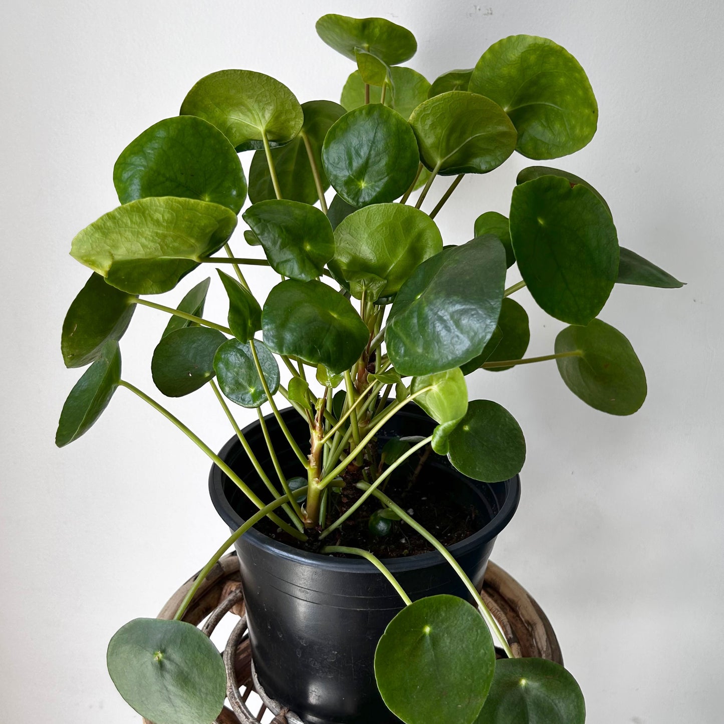 Chinese Money Plant (Pilea Peperomioides) 8” pot