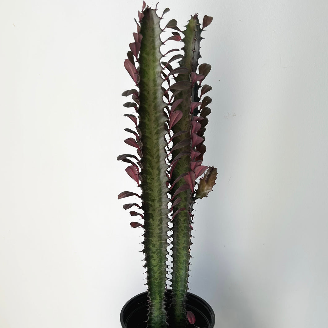 Euphorbia Trigona Rubra (approximately 22 inches tall) in 6”pot