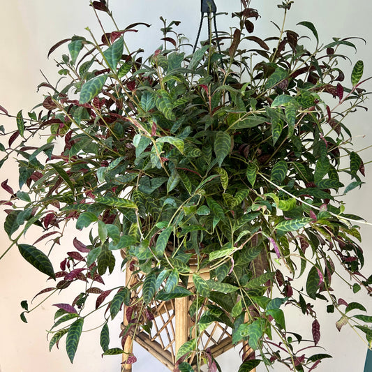 Black Pagoda Lipstick Vine (Aeschynanthus Longicaulis) 10” hanging basket