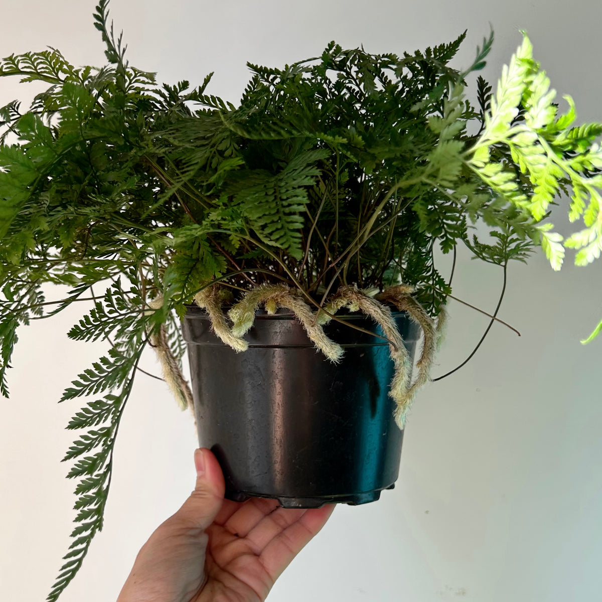 Rabbit Foot Fern (Davallia fejeensis) 6” pot