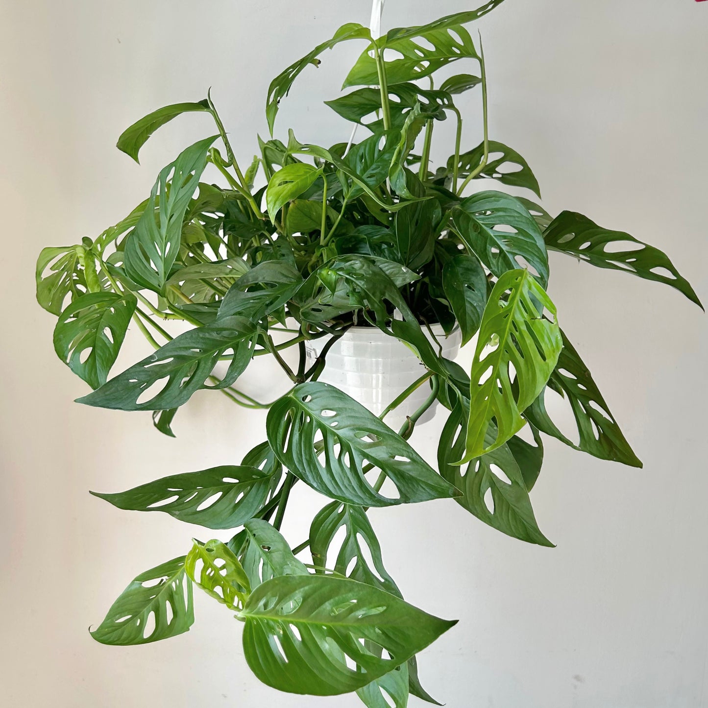 Monstera Adansonii 8” hanging basket