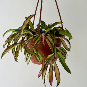Hoya wayettii variegata 6”hanging basket