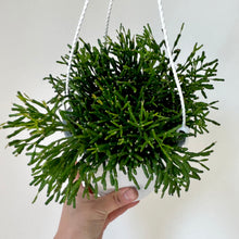 Load image into Gallery viewer, Bottle Cactus (Hatiora salicornioides ) 6” hanging basket
