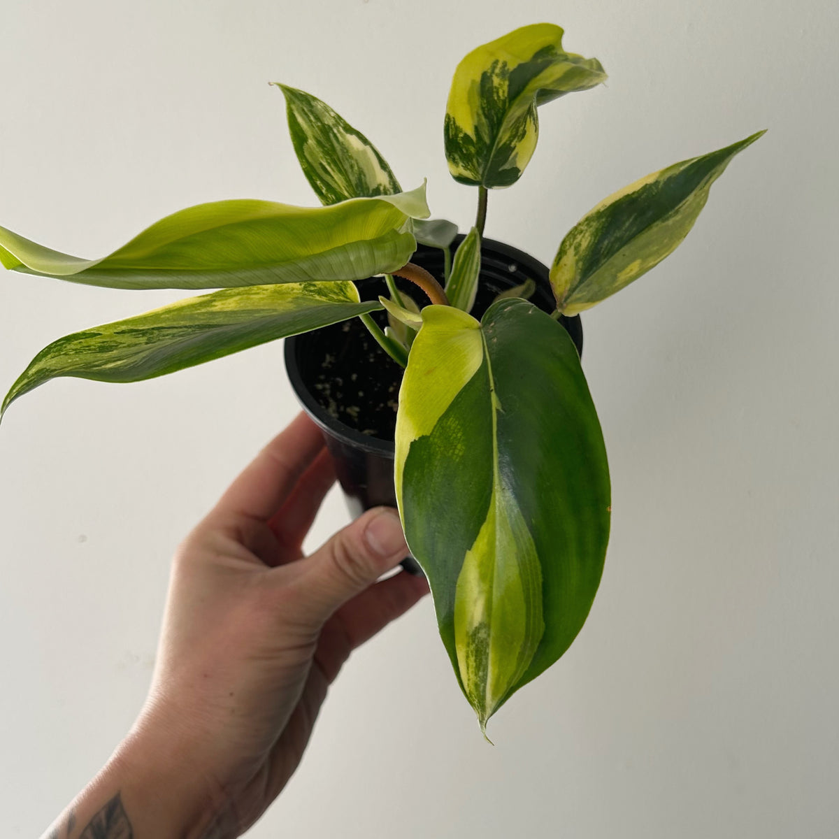 Variegated Philodendron “Florida Beauty” 4”pot