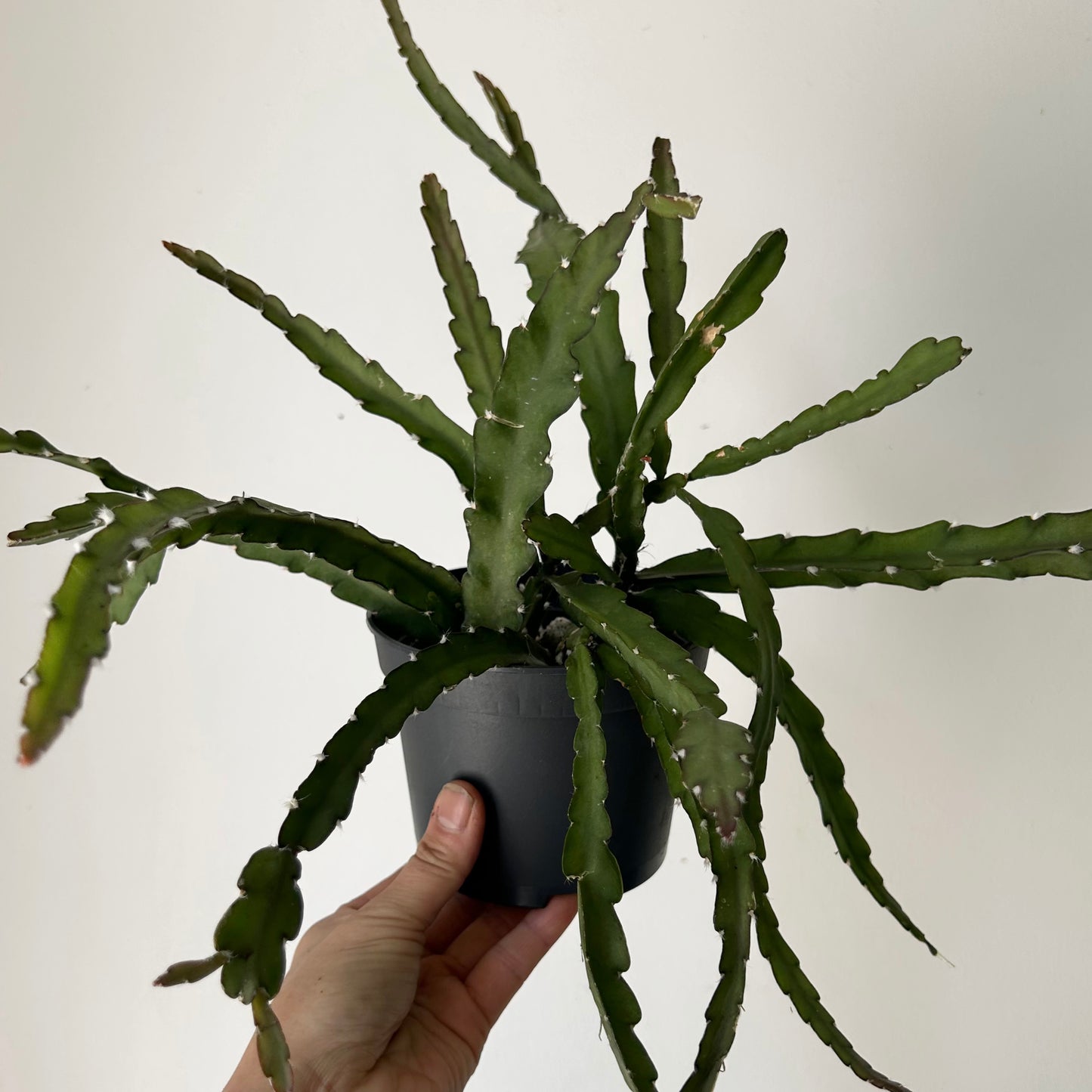 Hurricane Cactus (Lepismium cruciforme) 5”pot