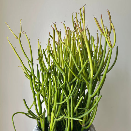 Pencil Cactus “Firesticks” (Euphorbia) 6” pot