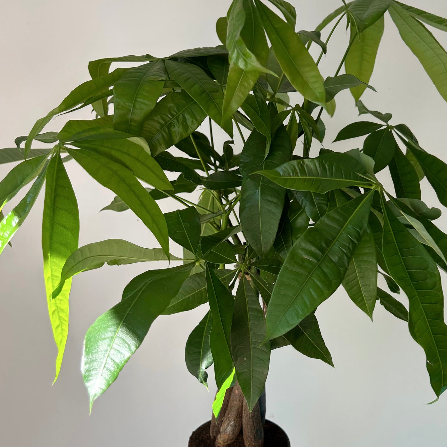 Money Tree (Pachira aquatica ) approximately 20 inches tall 5”pot