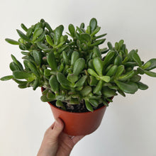 Load image into Gallery viewer, Crassula ovata “Horn Tree” in 6” pot
