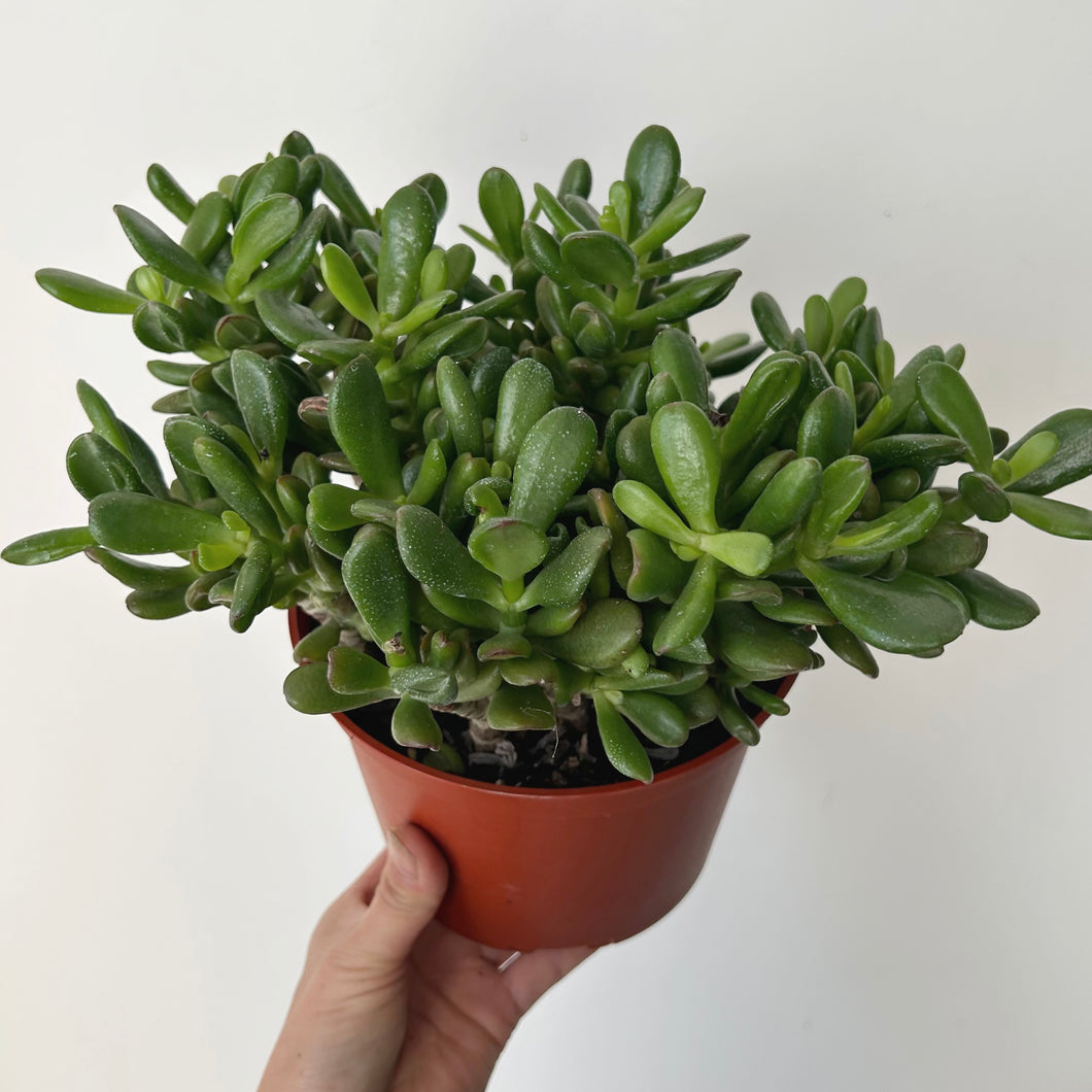 Crassula ovata “Horn Tree” in 6” pot