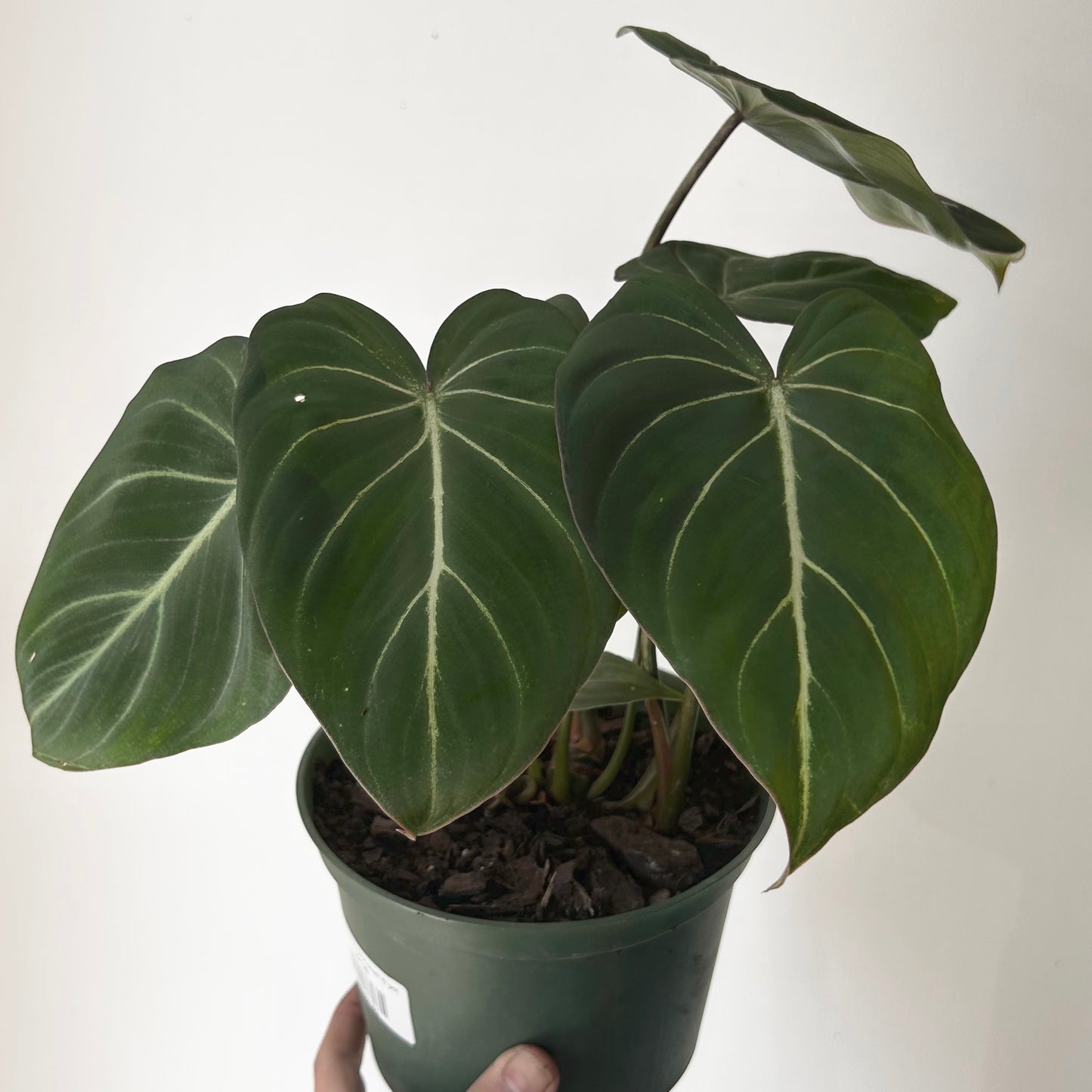 Philodendron Gloriosum 6”pot