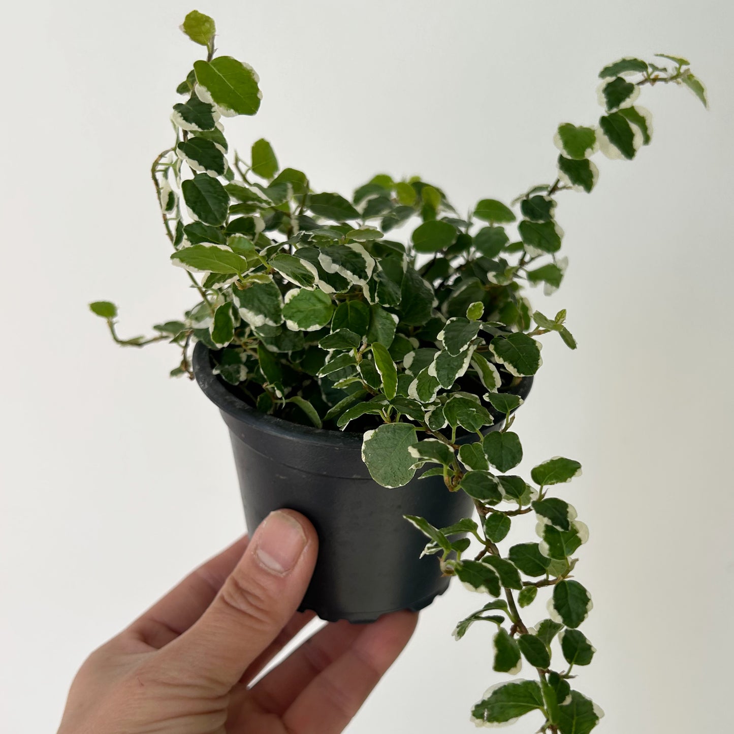 Variegated Creeping Fig  (Ficus pumila) 3.5"pot