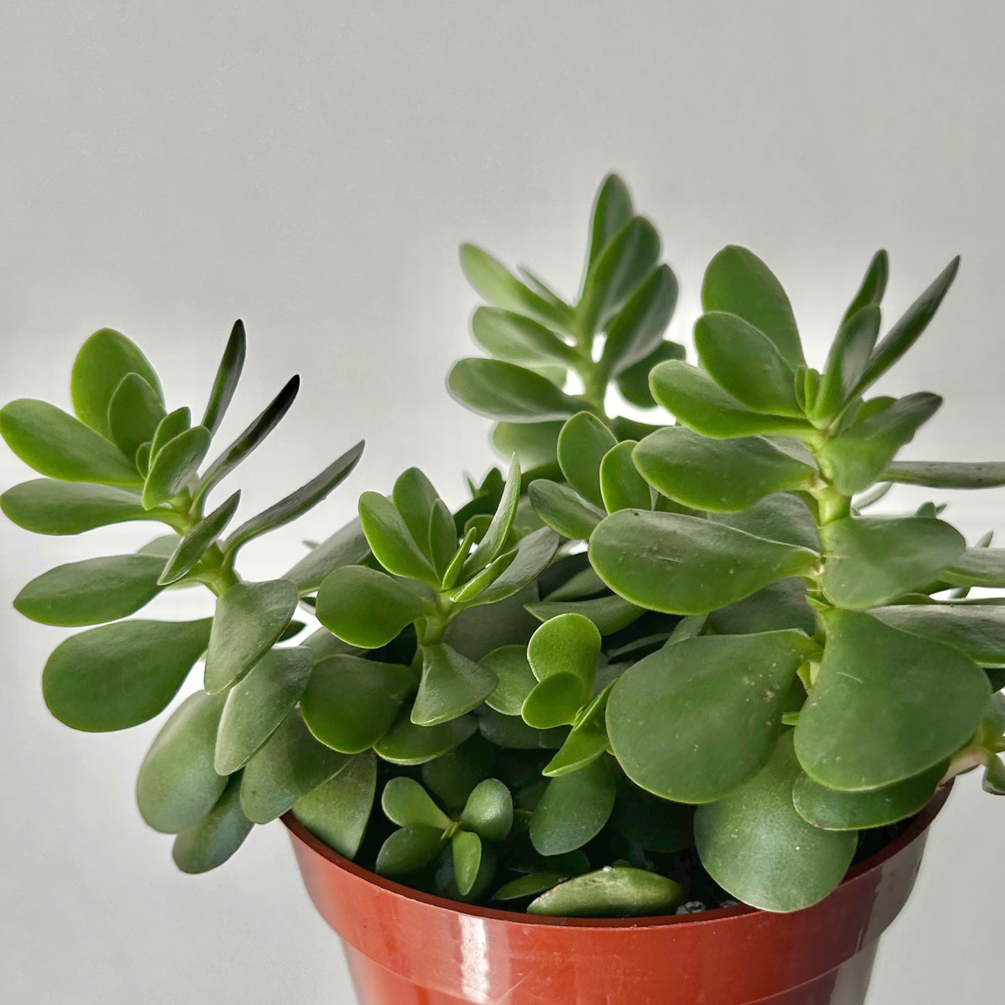 Portulaca molokiniensis 4”pot