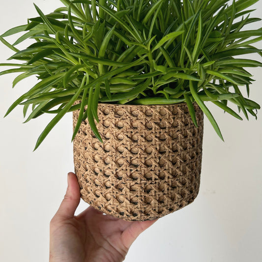 Decorative cement pot (rattan textured design) 5”x5”