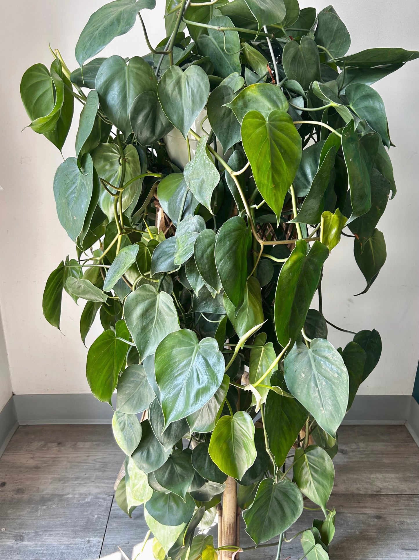 Philodendron Cordatum 10” hanging basket