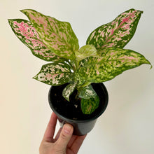 Load image into Gallery viewer, Aglaonema “Lady Valentine&quot; 4” pot

