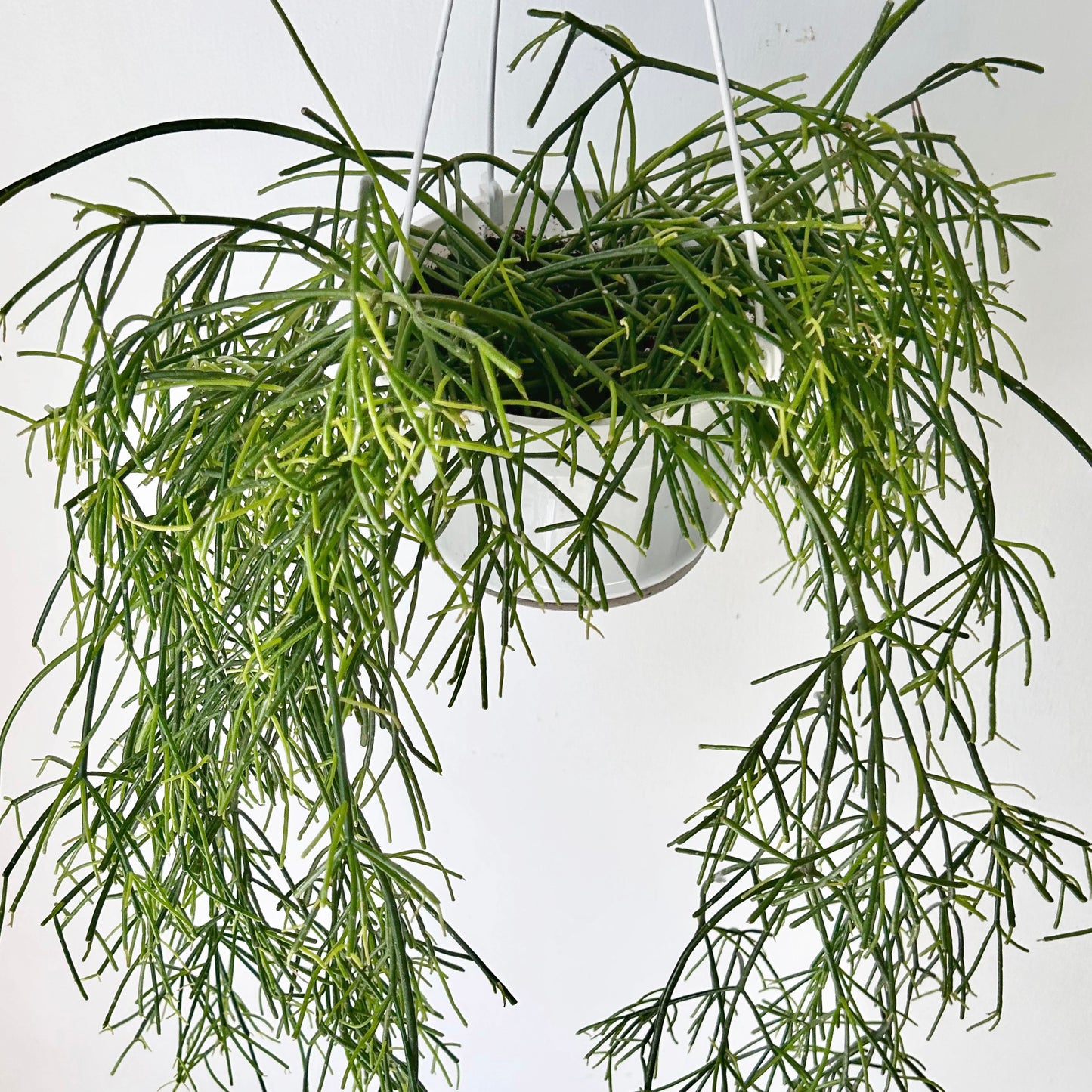 Rhipsalis capilliformis 6”hanging basket