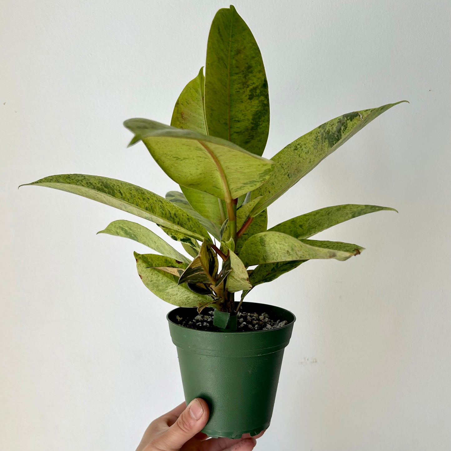 Ficus Shivereana Moonshine 4”pot