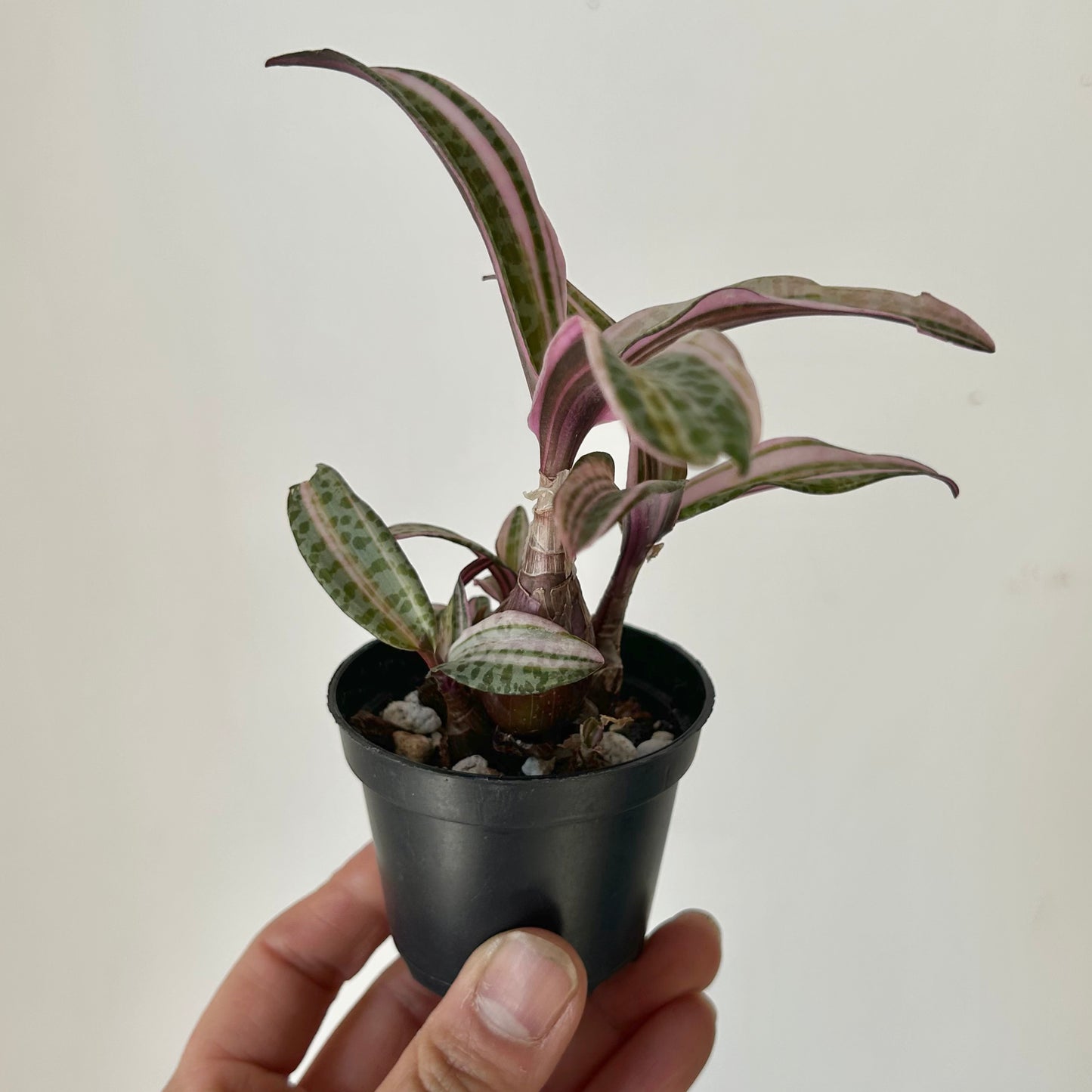 Pink Squill “Juda” 2.5”pot (Ledebouria socialis variegata)
