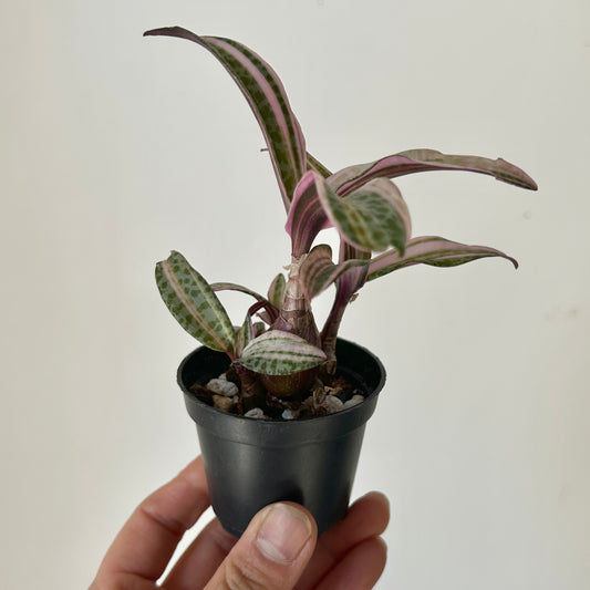 Pink Squill “Juda” 2.5”pot (Ledebouria socialis variegata)