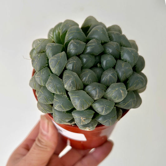Haworthia Cooperi 3.5”pot