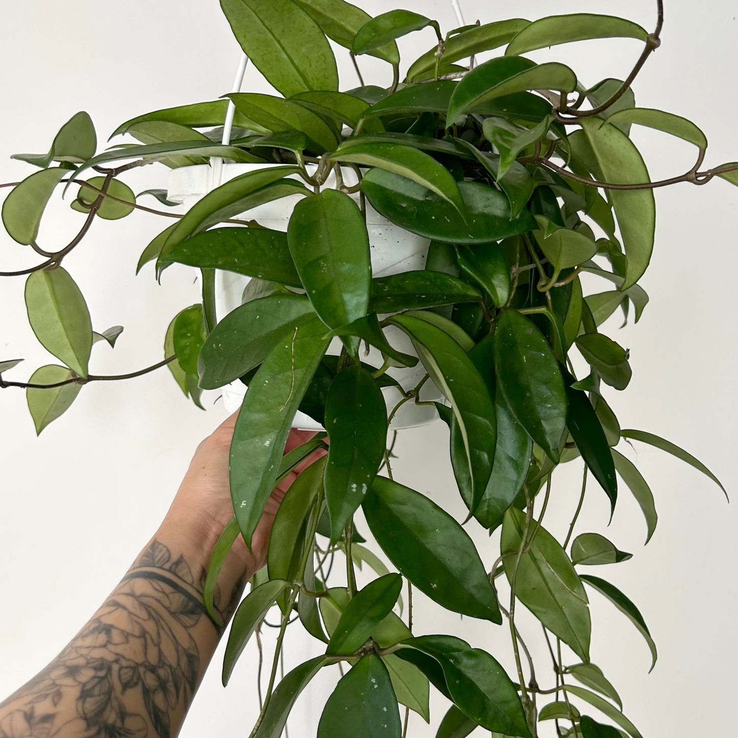 Hoya Carnosa 8”hanging basket
