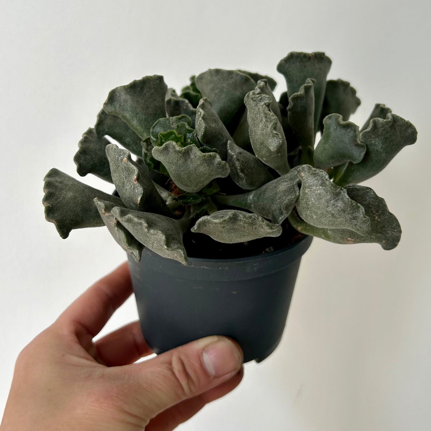 Crinkle-Leaf Adromischus Cristatus 3”pot