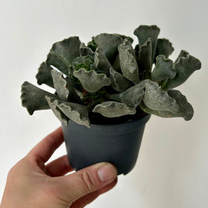 Crinkle-Leaf Adromischus Cristatus 3.5”pot