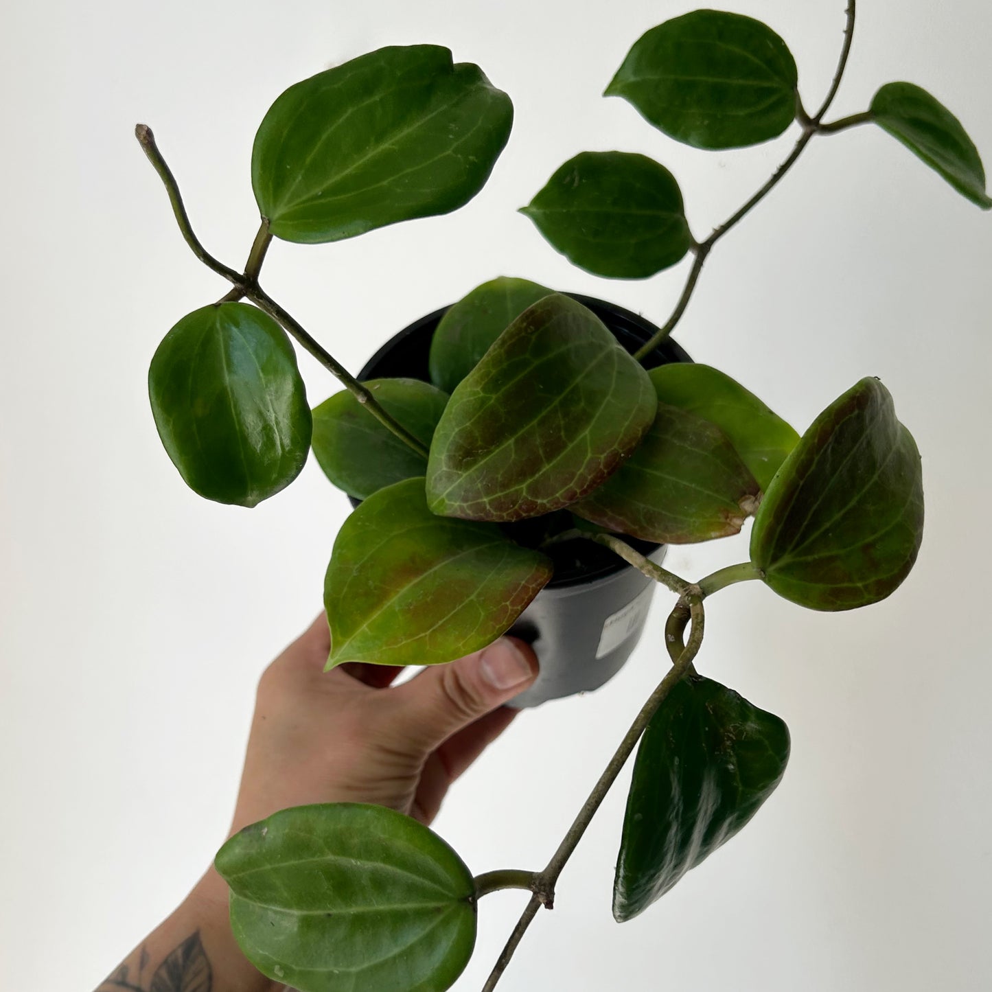 Hoya Qinquenervia 4” pot