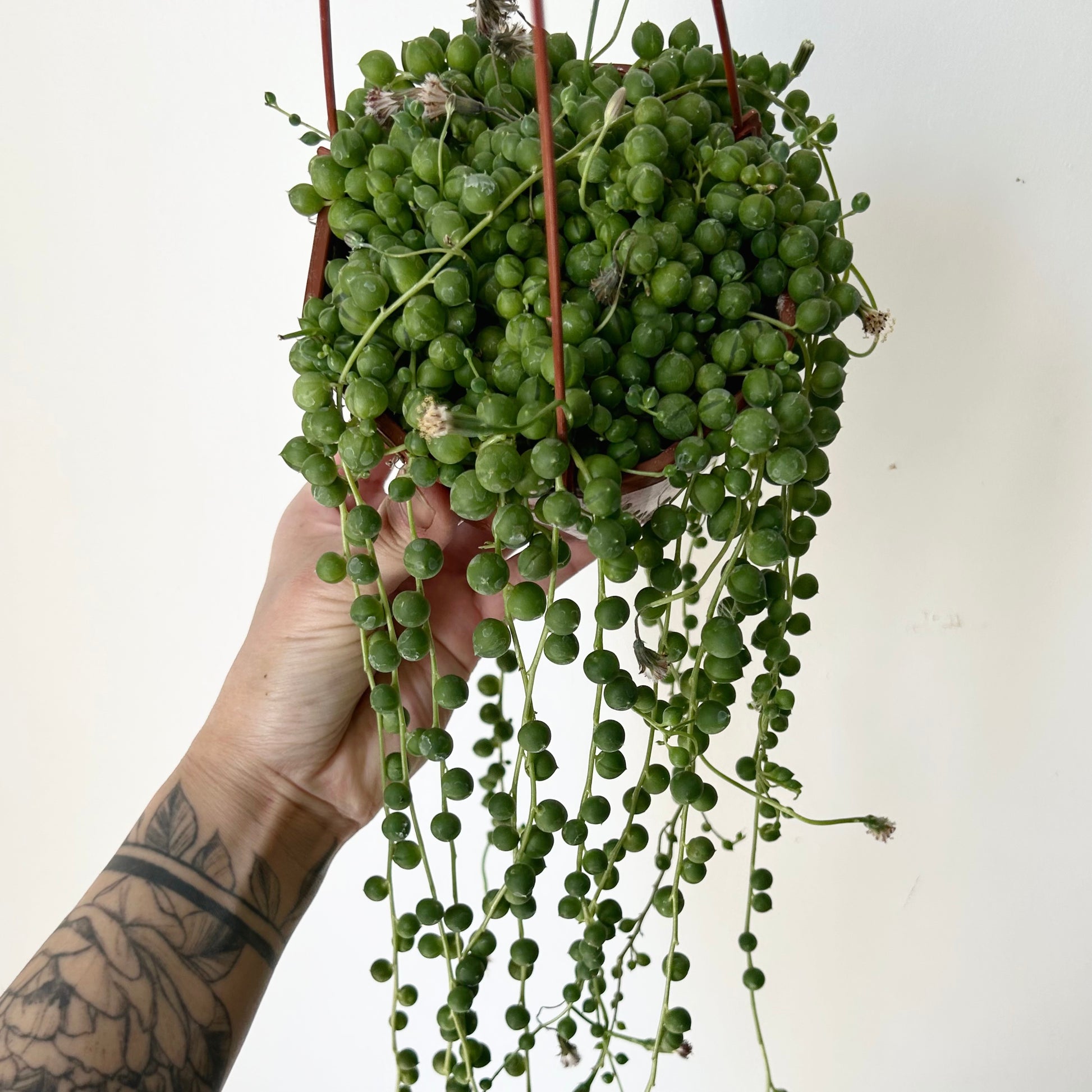 string of pearls succulent tattoo String of Pearls (Senecio Rowleyanus) 4.5 hanging basket – House of Plants