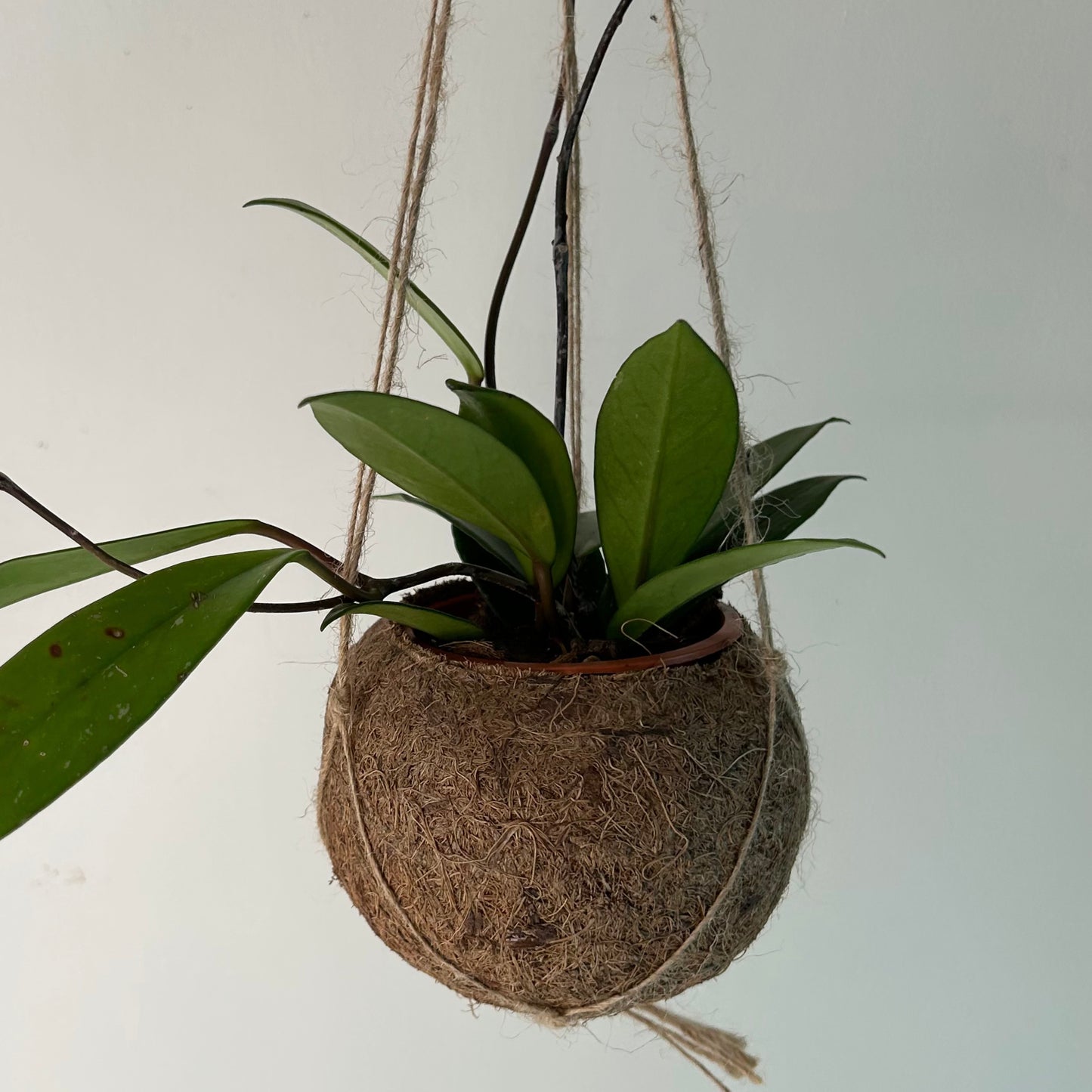 Suspended Kokedama Sphere (Plant included)