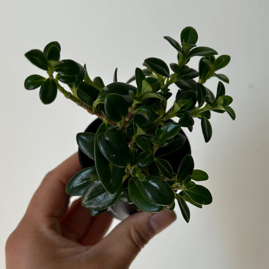 Goldfish Plant (Nematanthus) 2.5” pot