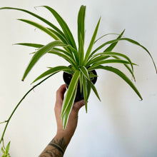 Load image into Gallery viewer, Variegated Spider Plant (chlorophytum comosum variegatum )3.5” pot
