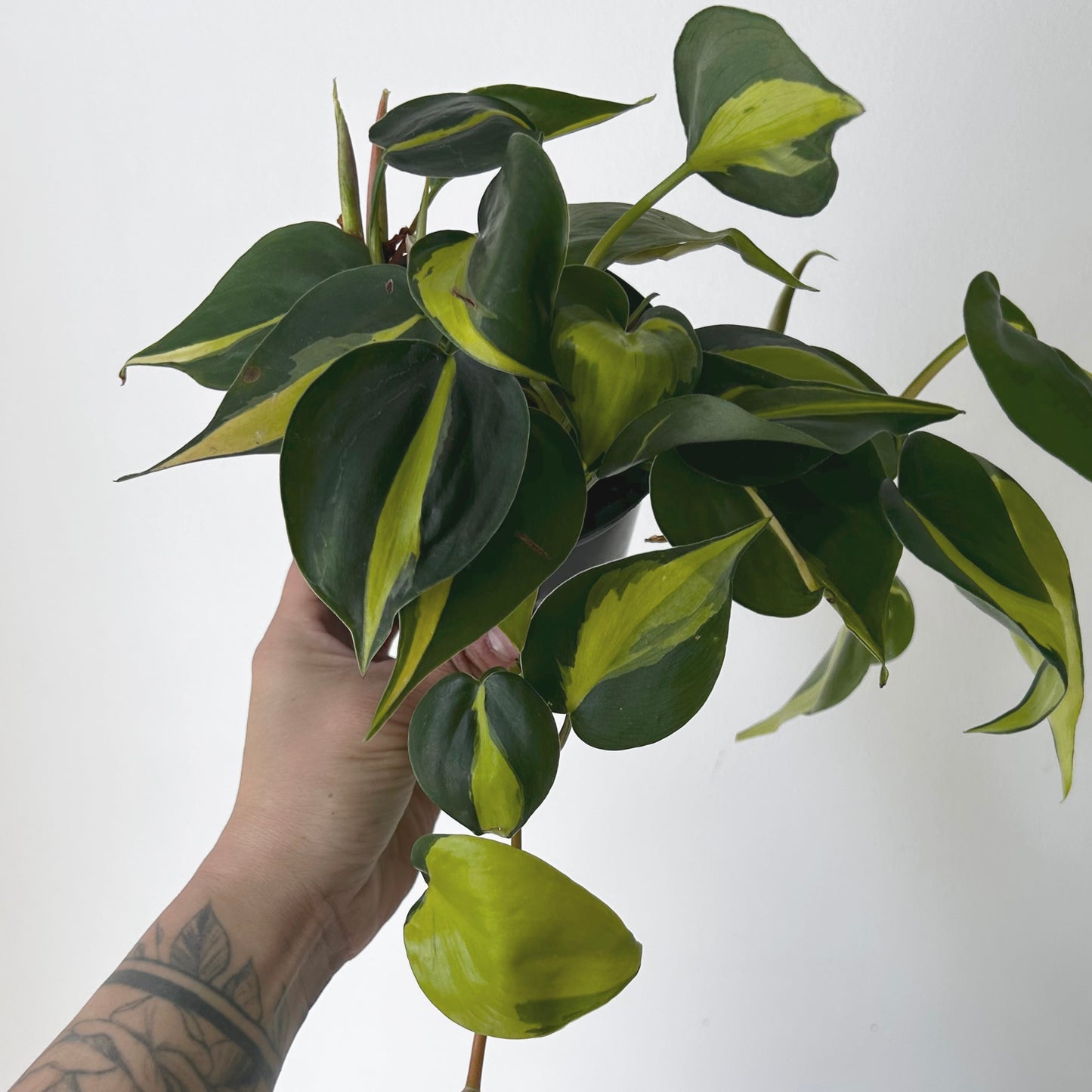 Philodendron  “Brazil” 4”pot