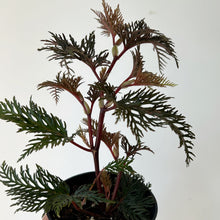 Load image into Gallery viewer, Fernleaf Begonia Bipinnatifida 4” pot
