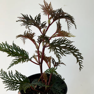 Fernleaf Begonia Bipinnatifida 4” pot