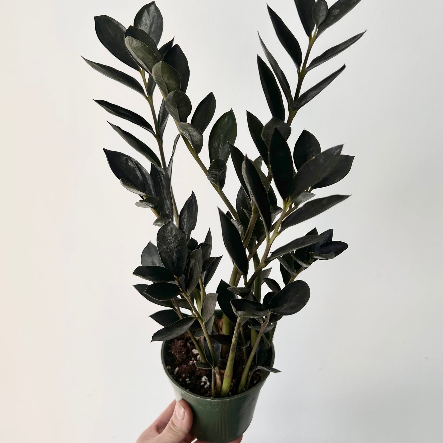 Black ZZ Dowon 4”pot