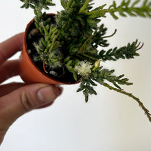 Load image into Gallery viewer, Clumpy mistletoe cactus in decorative ceramic pot 2.5” pot
