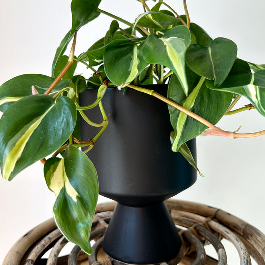 DEVILLE Minimalist Elevated Pot MATTE BLACK (available in 3 sizes)